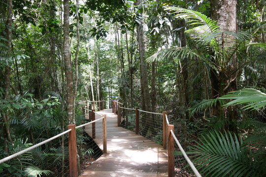 Weg mit Gel&auml;nder durch tropischen Regenwald bei Kuranda