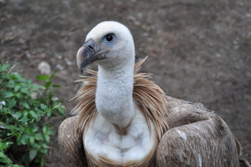 Eurasian griffon vulture (Gyps fulvus) portrait