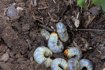 Many stag beetle larvae on the surface of the ground in the garden