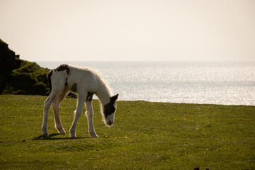 Fototapeta premium wild ponies on the gower peninsula in South Wales UK on sunny summer day. Horses on cliff edge mountain top worms head with lush green grass, blue sky above and crashing sea below feral animals