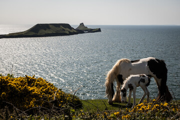 wild ponies on the gower peninsula in South Wales UK on sunny summer day. Horses on cliff edge mountain top worms head with lush green grass, blue sky above and crashing sea below feral  animals