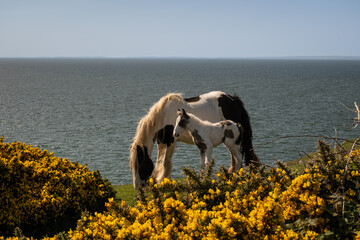 wild ponies on the gower peninsula in South Wales UK on sunny summer day. Horses on cliff edge...