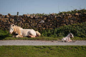wild horse just gave birth to baby foal on public road worms head in the Gower South Wales. The...