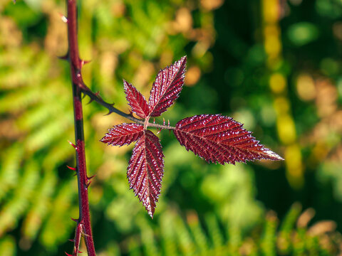 Hojas de zarza marr&oacute;n en bosque verde.