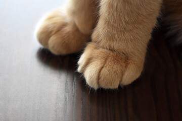 Ginger cat paw close up.  Tabby cat sitting on the wooden floor at home. 