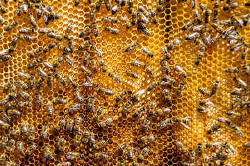 Abstract hexagon structure is honeycomb from bee hive filled