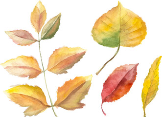 Watercolor autumn leaves isolated on white