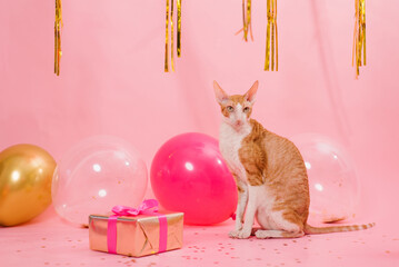 Funny purebred cat cornish rex for a birthday with balloons and a gift on a pink background