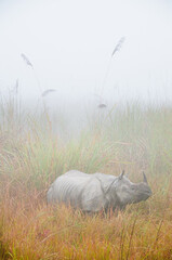 Rhino and fog 2