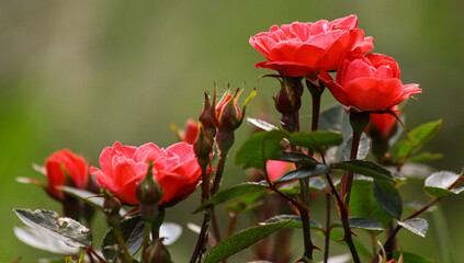 pink roses on a blurred background. place for text