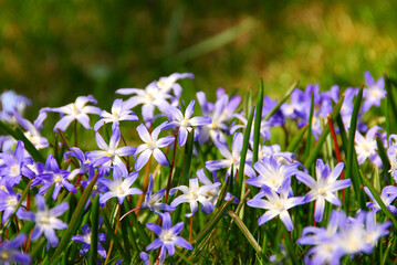Blue spring flowers