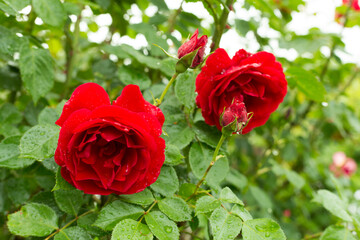 Roses flower blooming in garden, closeup view