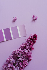 Color catalogue, an example of lilac on paper sample and lilac flowers. The color palette used by the designer to select the correct hue. View from above.
