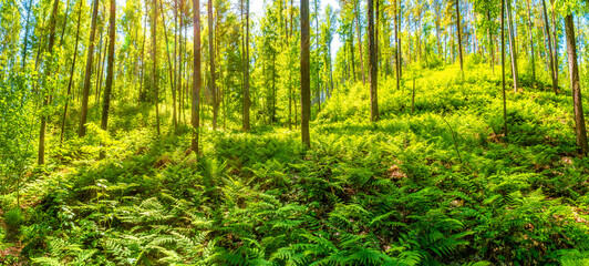 Panoramic over magical enchanted fairytale forest full of ferns at the hiking trail as sundown in the national park Saxon Switzerland, Bad Schandau, Germany. © neurobite