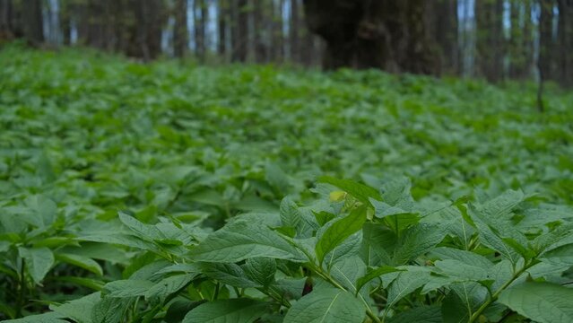 Scopolia carniolica, the European scopolia or henbane bell. Poisonous plant in spring Carpathian forest