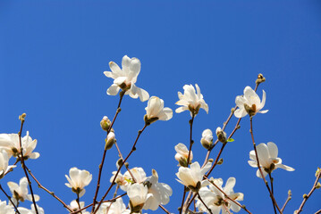 Branches of blooming magnolia reaching towards blue sky