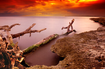 Naklejka premium Long-time exposure sea landscape with tree trunks (some blured by water movement) in the foreground. Red Skies due to sunset.