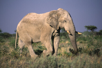 Fototapeta na wymiar Large bull elephant, Etosha National Park, Namibia