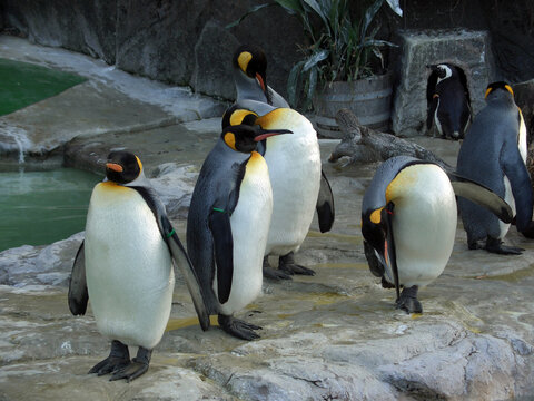 Shot of several king penguins and a one African penguin (in the background, looking behind) in Ueno Zoo, Japan.  The one on the right is balancing while oiling its feathers and the others lay idling.