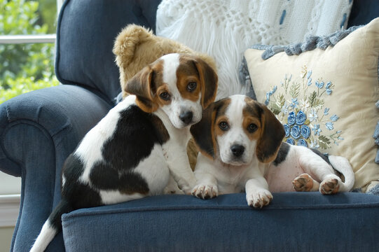 Two adorable cute beagle puppies on a blue chair indoors