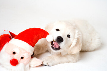 golden retriever puppy