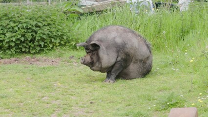 A large black pig on a farm in the grass