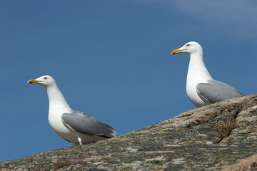 Obraz premium Two seagulls sitting on a rock in Strömstad, Sweden