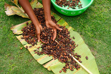 Dried cocoa beans on a banana leaf. Handful of cocoa beans in hand. Chocolate production in the...