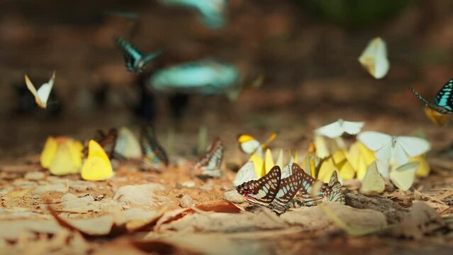 Group of colorful butterflies sucking food on the ground and flying in nature forest. Slow motion