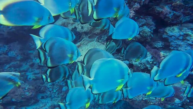 4k video of Circular Batfish (Platax orbicularis) in the Red Sea, Egypt