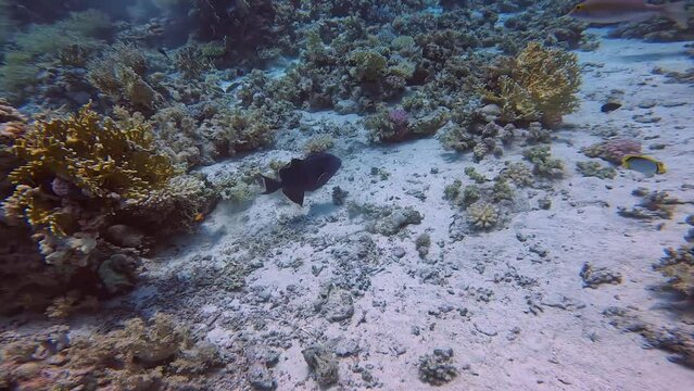 4k video of a Blue Triggerfish (Pseudobalistes fuscus) in the Red Sea, Egypt