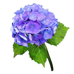 blue hydrangea in png file isolated without background