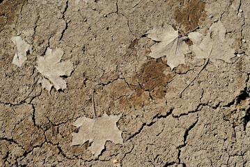 Dry soil background with old maple leaves