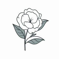 Elegant camellia illustrations showcasing their graceful petals in vector format.