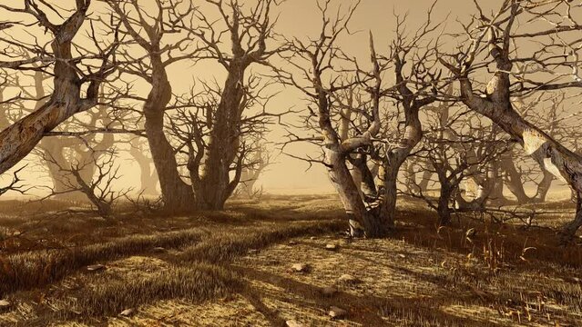 Movement Through The Old Forest With Dry Gnarled Trees. Animation On The Theme Of Climate And Ecology, Vegetation And Territories.