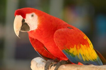 Parrot