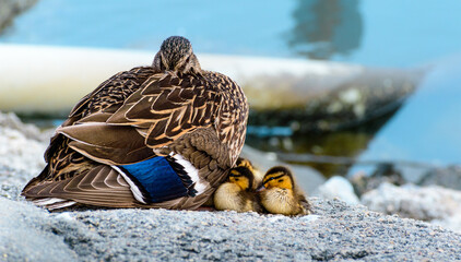 Mother Duck with Caring for her Ducklings at Edge of River - obrazy, fototapety, plakaty