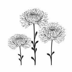 Minimalist chrysanthemum illustrations in outline style, ideal for modern designs.