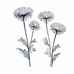 Playful chrysanthemum illustrations, adding a touch of whimsy to any project.