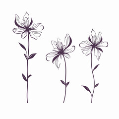 Contemporary clematis illustration with clean vector lines.