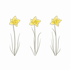 Charming vector illustration of a daffodil blossom.
