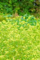 Blooming canola, colza, rapeseed in garden. Floral background with yellow flowers rapeseed in summer day. 
