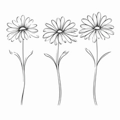 Contemporary daisy vector illustration for versatile use.