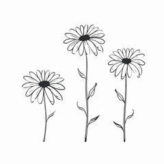 Stylish daisy vector artwork suitable for various designs.