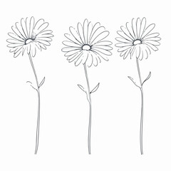Stylish vector illustration of a captivating daisy.