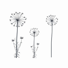 Exquisite dandelion illustration in an outline format.
