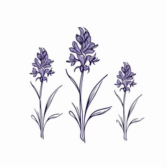 Graceful hyacinth illustration rendered in vector.