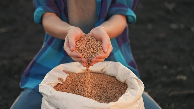 agriculture. farmer holding grain barley wheat close-up slow motion video. agriculture business concept. farmer is going to sow barley grain next to bag of grain for sowing crop in soil agricultural