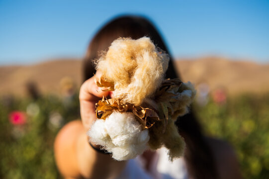 A woman, face obscured, holding a boll of naturally colored cotton in a field, closeup