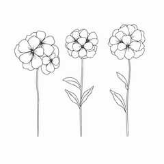 Contemporary hydrangea illustration with clean vector lines.